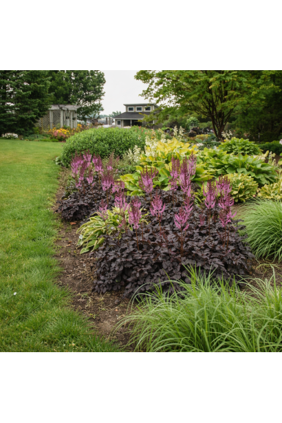 Astilbe chinensis Dark Side of the Moon